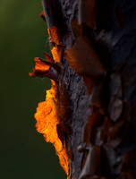 Acer griseum in winter light