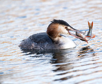 Great Crested Grebe with catch.