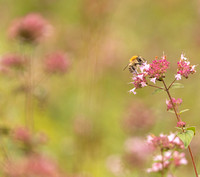 Bumblebee on Marjoram