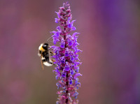 Bumblebee and nectar/pollen