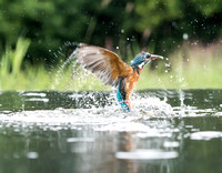 merging Kingfisher