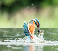 Kingfisher emerging with fish.
