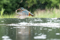 Kingfisher catch