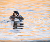 Two eyes Great crested Grebe