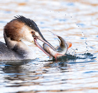 Great crested Grebe.Flapping fish, big catch.
