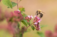 Bumblebee on Marjoram