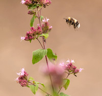Bumblebee coming into land