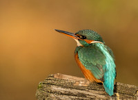Kingfisher just chilling for a while.