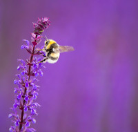 Salvia and bumblebee