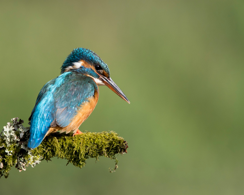 Kingfisher looking for lunch